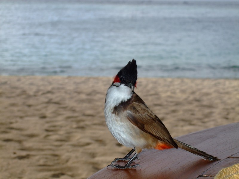 Mauritius 2010 - 0168 